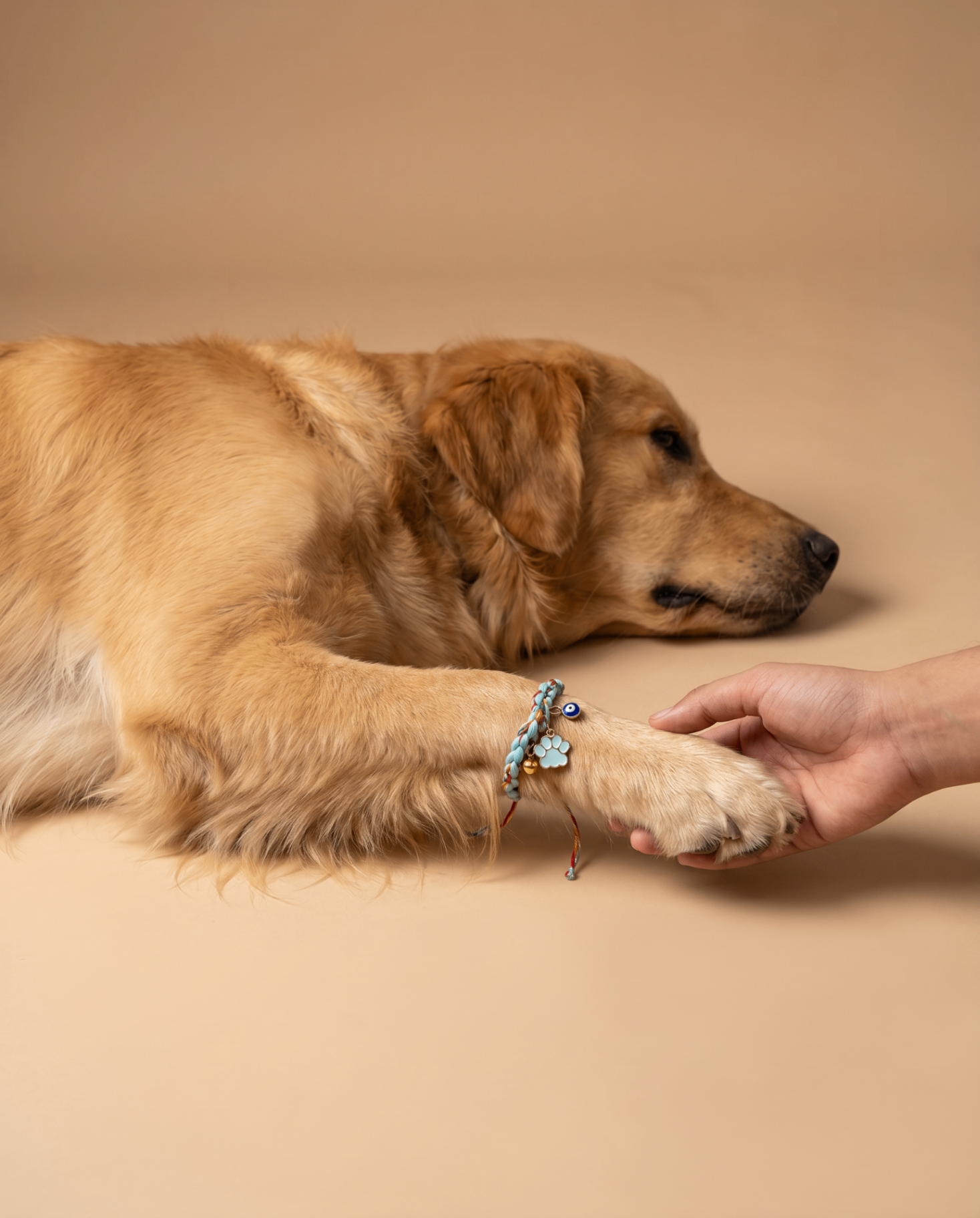 Golden retriever wearing a charm bracelet, resting its paw in a person's hand